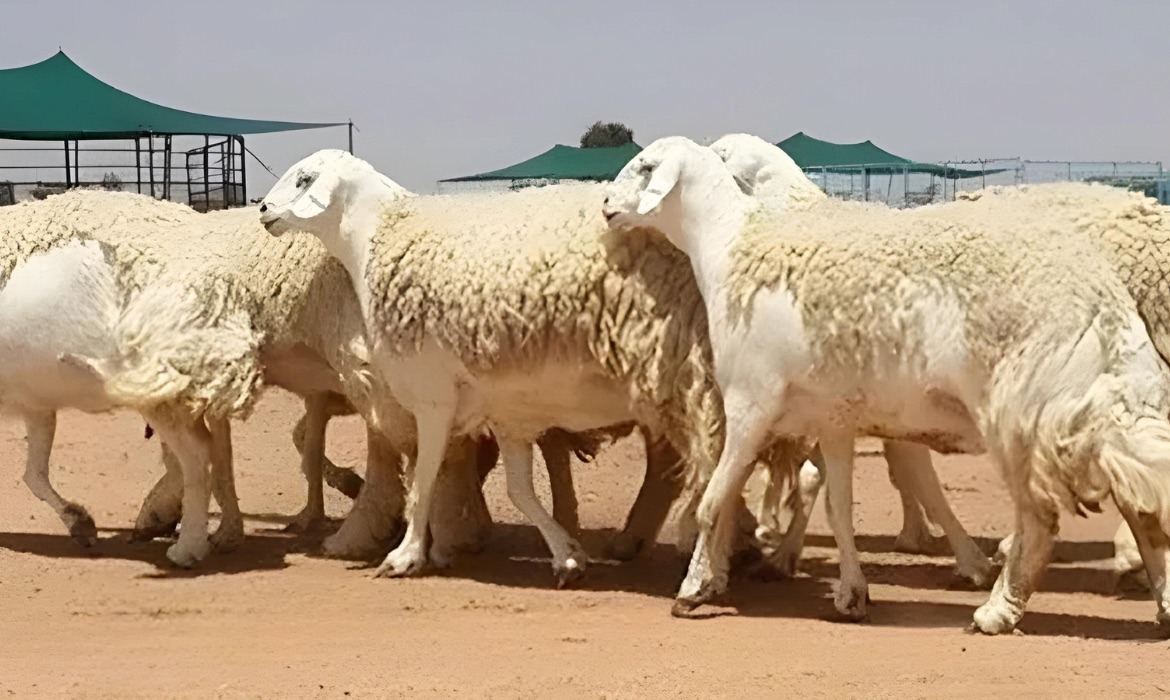قطيع من الأغنام النعيمية والحري في صحراء نجد السعودية، يرمز إلى التراث الأصيل وتطور تربية المواشي في المملكة
