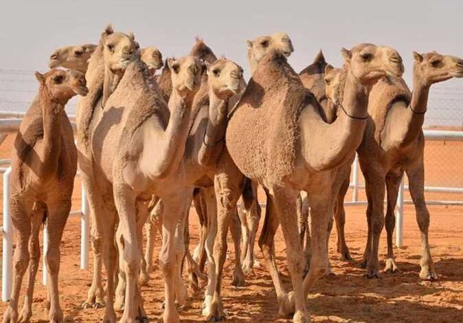 جمال عربية تمشي في صحراء واسعة تعكس تراث المملكة وثقافة تربية الإبل في بيئتها الطبيعية.