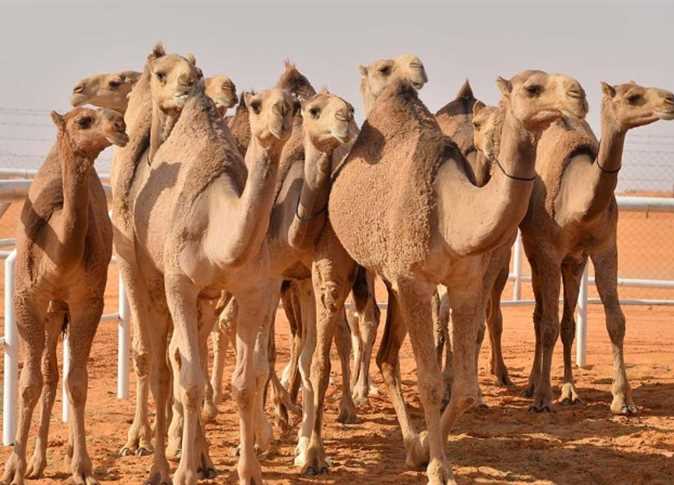 جمال عربية تمشي في صحراء واسعة تعكس تراث المملكة وثقافة تربية الإبل في بيئتها الطبيعية.