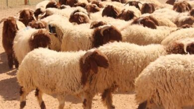 صورة توضح أنواع المواشي في السعودية مثل الإبل، الغنم الحري، النعيمي، والطلي داخل سوق الأنعام