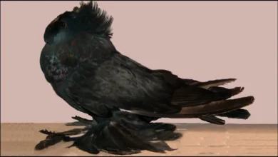 تربية حمام الزينة: دليلك حول مشروع تربية الطيور في السعودية