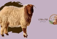 شراء خروف كشميري