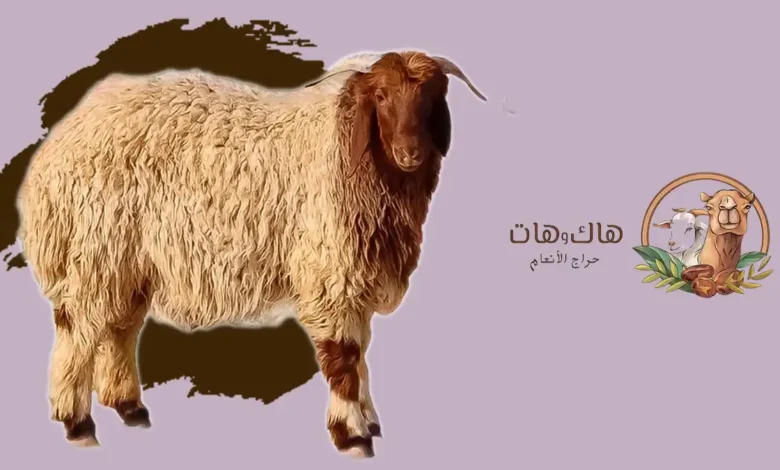 شراء خروف كشميري