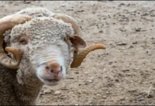 تربية الضأن الأسترالي في السعودية - مشروع مربح من التجهيز إلى تحقيق الأرباح