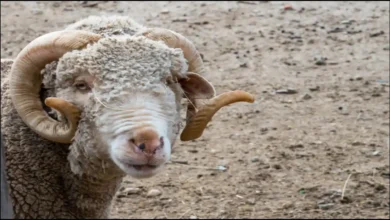 تربية الضأن الأسترالي في السعودية - مشروع مربح من التجهيز إلى تحقيق الأرباح