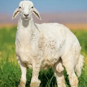 الغنم الحري في السعودية