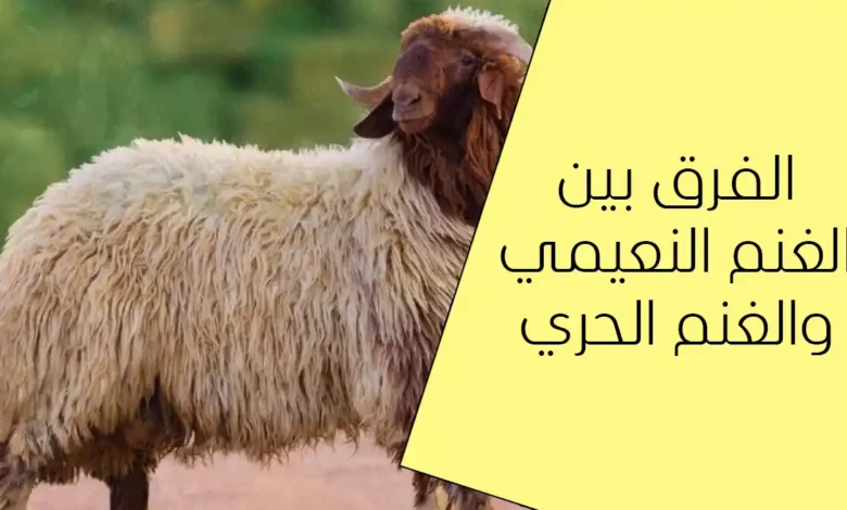 الفرق بين الغنم النعيمي والغنم الحري 2026