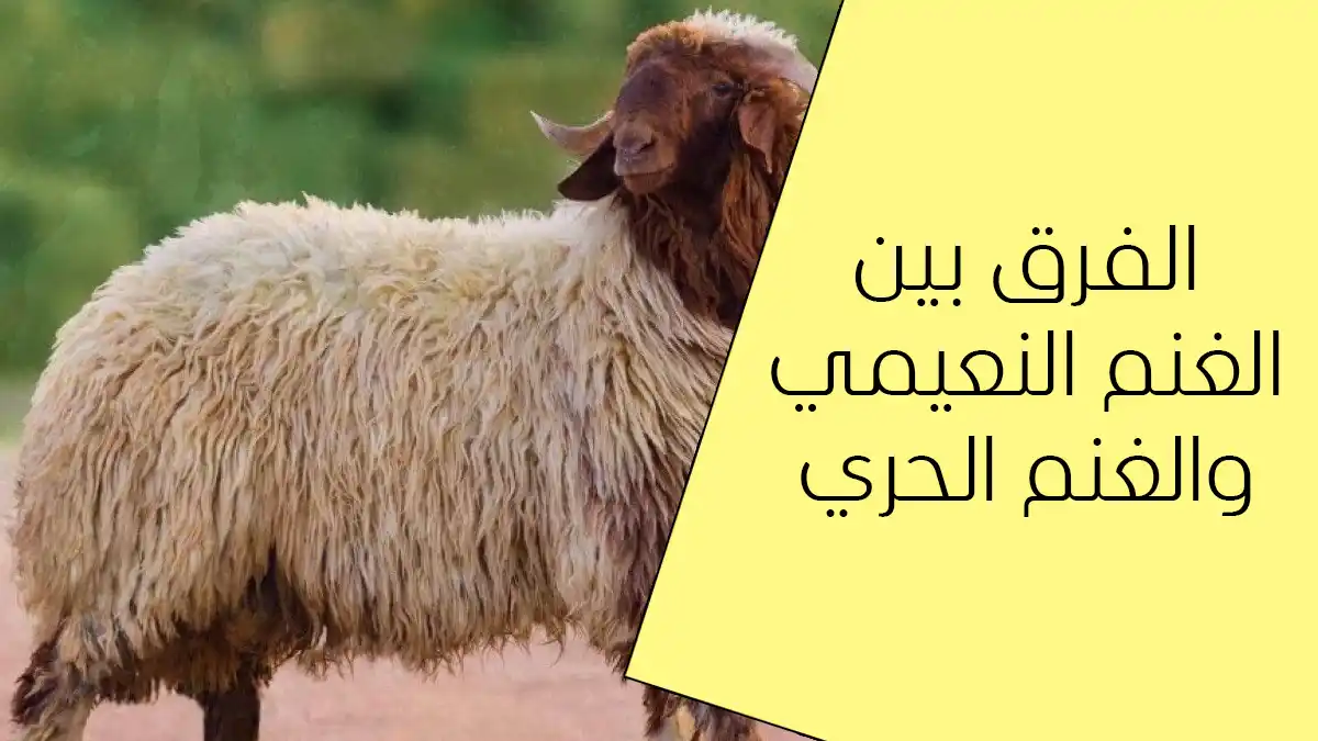 الفرق بين الغنم النعيمي والغنم الحري 2026