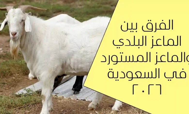 الفرق بين الماعز البلدي والمستورد في السعودية 2026