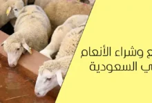 بيع وشراء الأنعام في السعودية بدون وسيط 2026