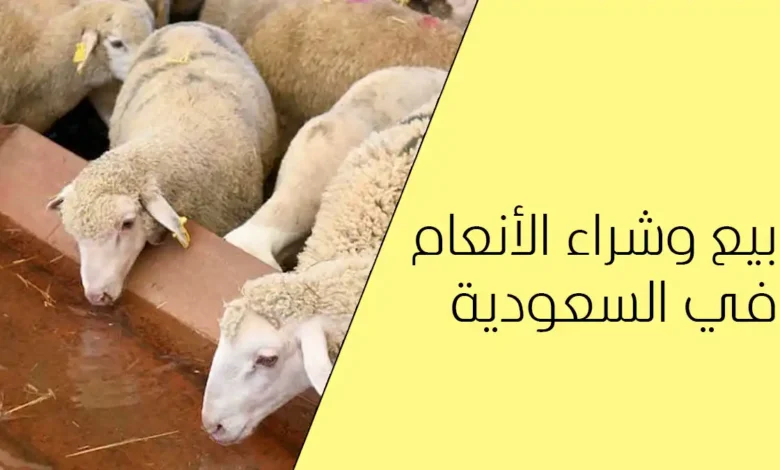 بيع وشراء الأنعام في السعودية بدون وسيط 2026