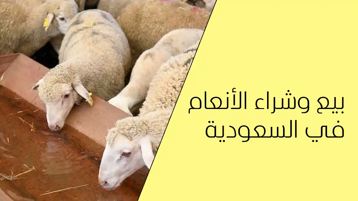 بيع وشراء الأنعام في السعودية بدون وسيط 2026