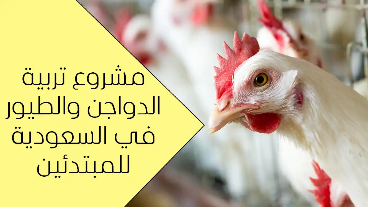 مشروع تربية دواجن وطيور للمبتدئين في السعودية 2026