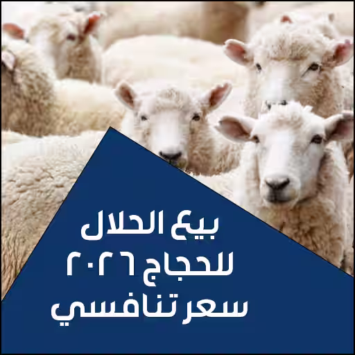 بيع الحلال للحجاج من المراح إلى جوالك كيف تبيع حلالك بدون تعب ولا تنقل