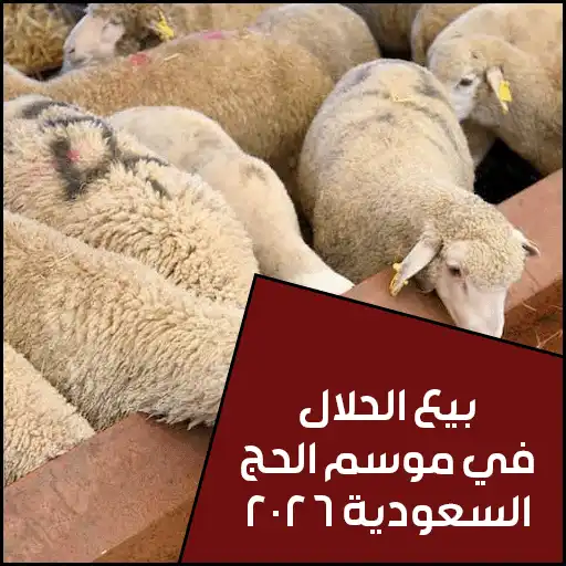 موسم الحج كيف تستفيد من منه لبيع حلالك بأعلى سعر في حراج الأنعام الإلكتروني؟