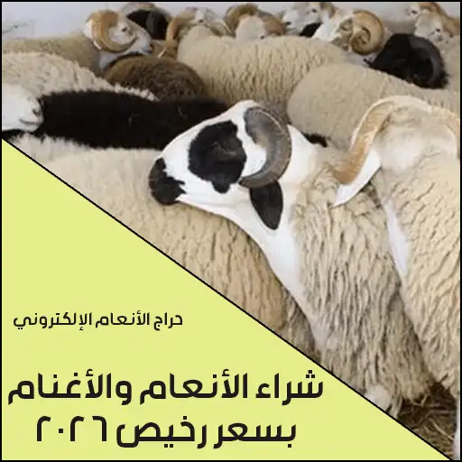 شراء وبيع الانعام والأغنام بسعر رخيص في السعودية 2026