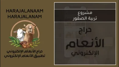 مشروع تربية الصقور: التكاليف، الأرباح، وأهم النصائح للمبتدئين